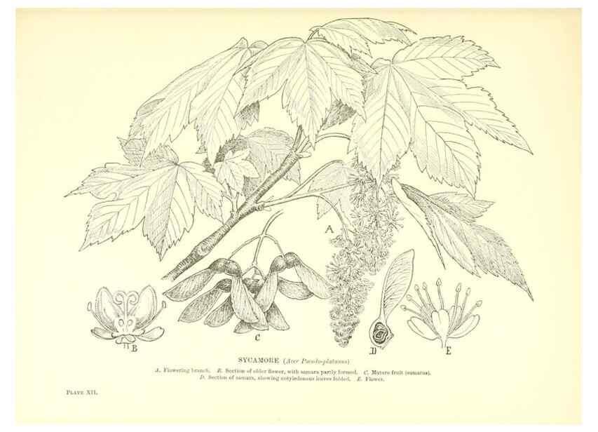 Reproducción/Reproduction 48636034021: Trees and shrubs of the British Isles;. LondonDent1909. 