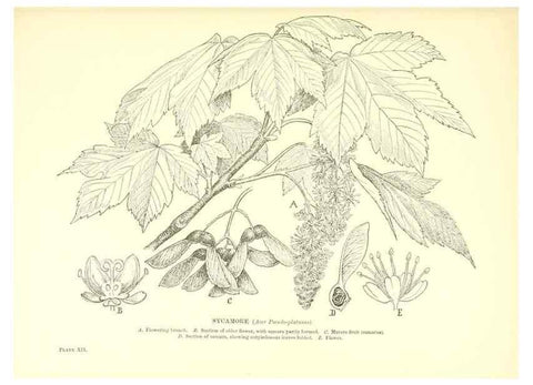 Reproducción/Reproduction 48636034021: Trees and shrubs of the British Isles;. LondonDent1909. 