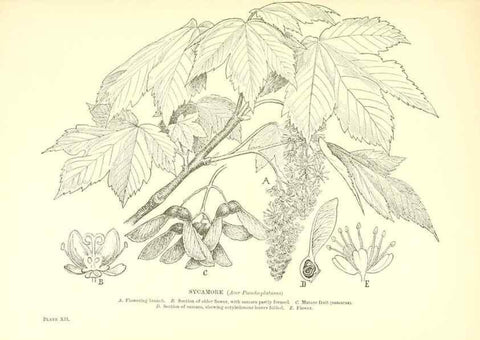Reproducción/Reproduction 48636034021: Trees and shrubs of the British Isles;. LondonDent1909. 