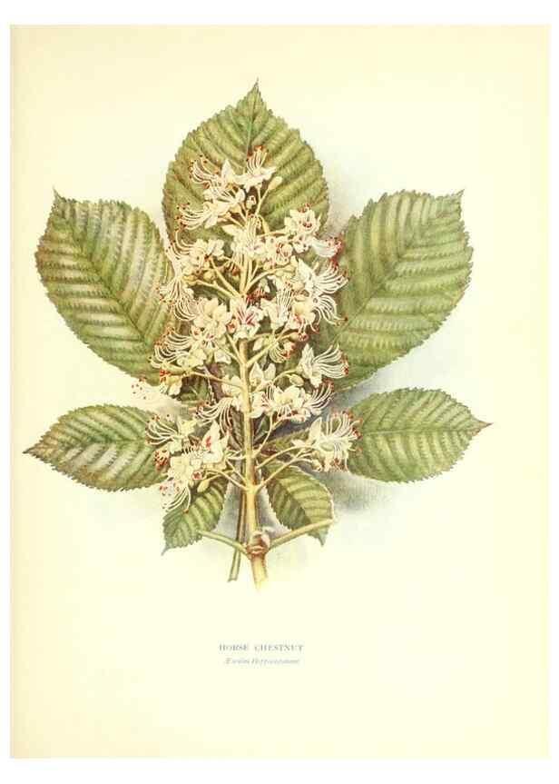 Reproducción/Reproduction 48636177022: Trees and shrubs of the British Isles;. LondonDent1909. 