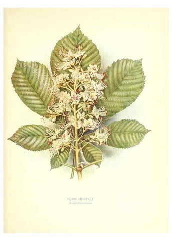 Reproducción/Reproduction 48636177022: Trees and shrubs of the British Isles;. LondonDent1909. 