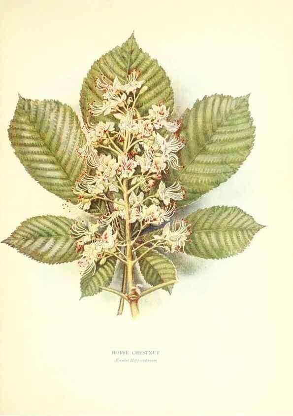 Reproducción/Reproduction 48636177022: Trees and shrubs of the British Isles;. LondonDent1909. 