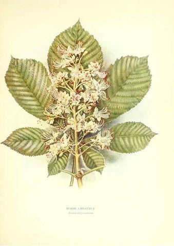 Reproducción/Reproduction 48636177022: Trees and shrubs of the British Isles;. LondonDent1909. 