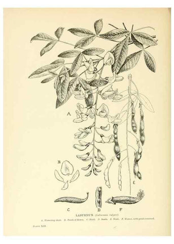 Reproducción/Reproduction 48636177247: Trees and shrubs of the British Isles;. LondonDent1909. 