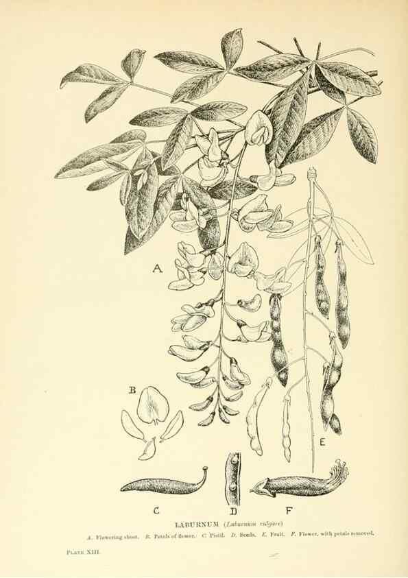 Reproducción/Reproduction 48636177247: Trees and shrubs of the British Isles;. LondonDent1909. 