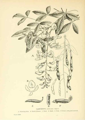 Reproducción/Reproduction 48636177247: Trees and shrubs of the British Isles;. LondonDent1909. 