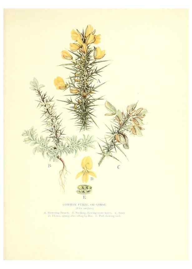 Reproducción/Reproduction 48636177427: Trees and shrubs of the British Isles;. LondonDent1909. 