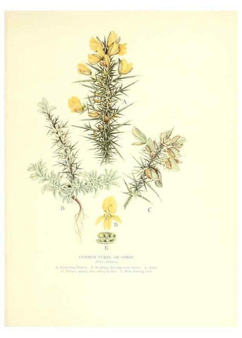 Reproducción/Reproduction 48636177427: Trees and shrubs of the British Isles;. LondonDent1909. 