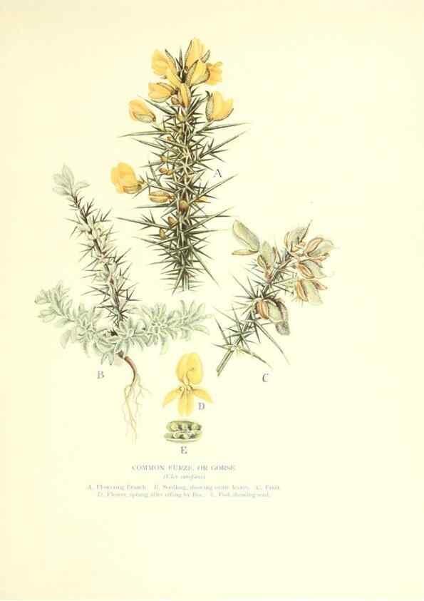 Reproducción/Reproduction 48636177427: Trees and shrubs of the British Isles;. LondonDent1909. 
