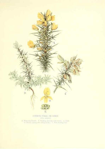 Reproducción/Reproduction 48636177427: Trees and shrubs of the British Isles;. LondonDent1909. 