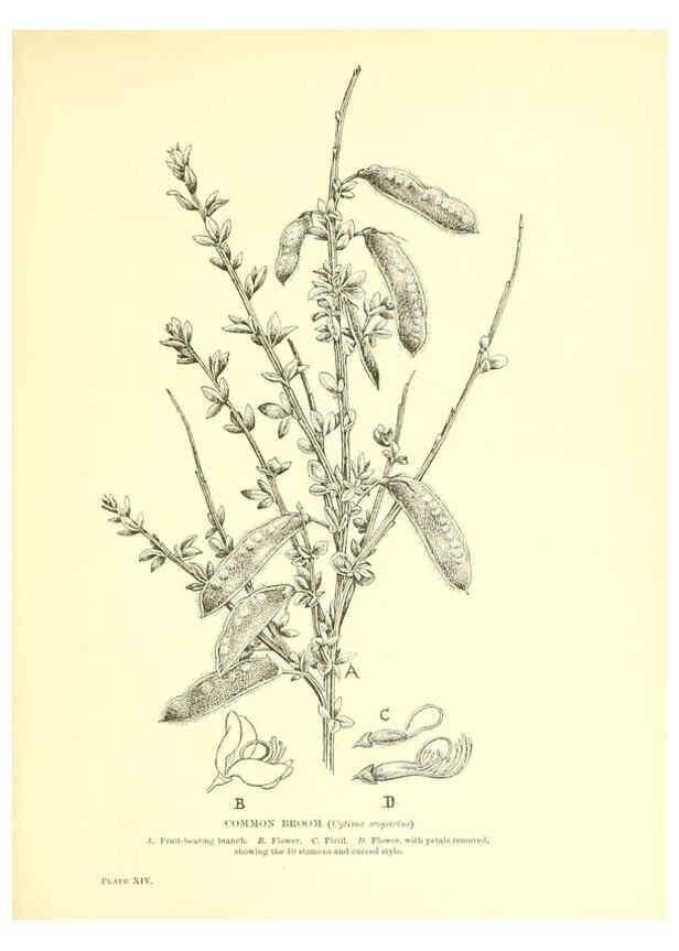 Reproducción/Reproduction 48635676478: Trees and shrubs of the British Isles;. LondonDent1909. 