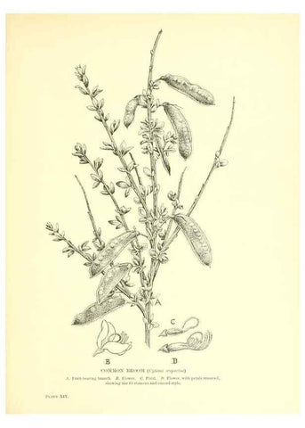 Reproducción/Reproduction 48635676478: Trees and shrubs of the British Isles;. LondonDent1909. 