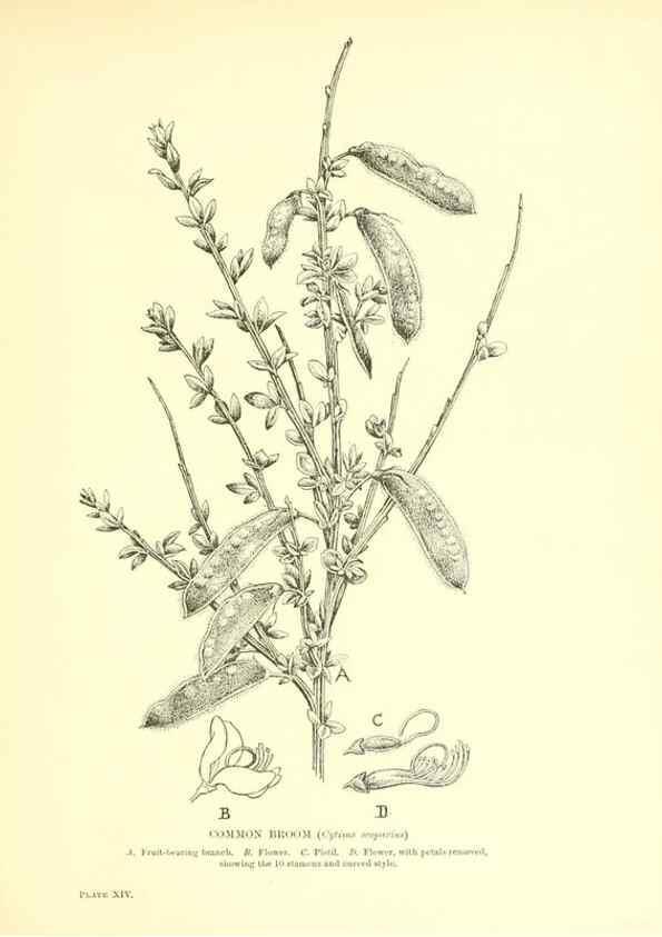 Reproducción/Reproduction 48635676478: Trees and shrubs of the British Isles;. LondonDent1909. 