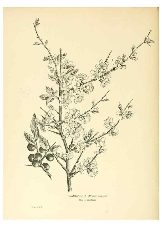 Reproducción/Reproduction 48635676788: Trees and shrubs of the British Isles;. LondonDent1909. 
