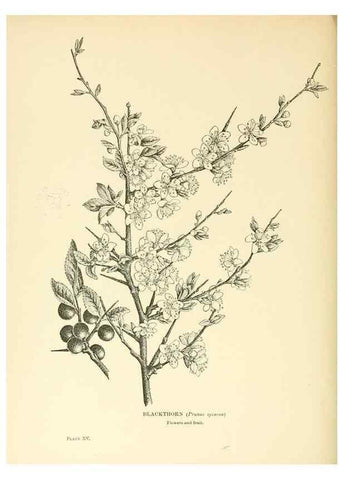 Reproducción/Reproduction 48635676788: Trees and shrubs of the British Isles;. LondonDent1909. 