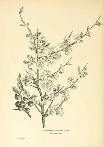 Reproducción/Reproduction 48635676788: Trees and shrubs of the British Isles;. LondonDent1909. 