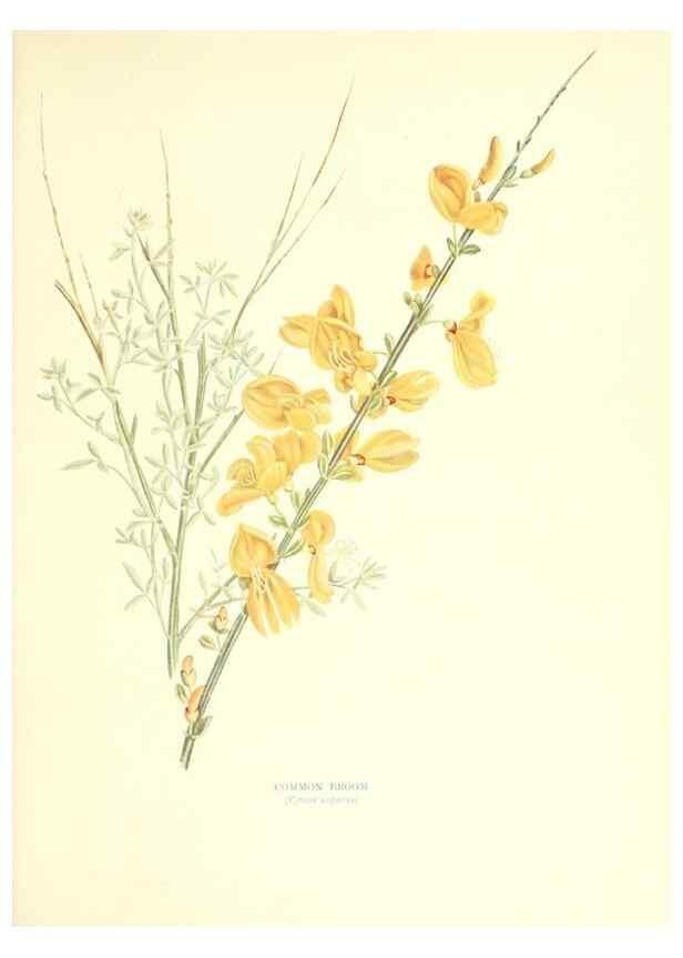 Reproducción/Reproduction 48636035491: Trees and shrubs of the British Isles;. LondonDent1909. 