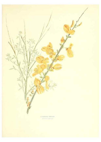 Reproducción/Reproduction 48636035491: Trees and shrubs of the British Isles;. LondonDent1909. 
