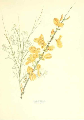 Reproducción/Reproduction 48636035491: Trees and shrubs of the British Isles;. LondonDent1909. 