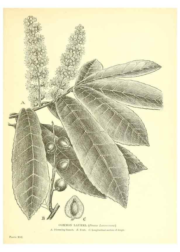 Reproducción/Reproduction 48635677278: Trees and shrubs of the British Isles;. LondonDent1909. 
