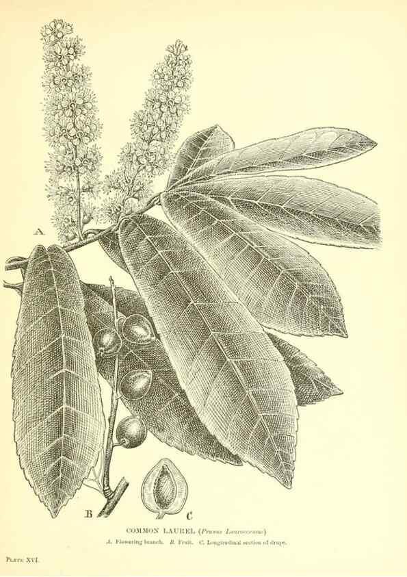 Reproducción/Reproduction 48635677278: Trees and shrubs of the British Isles;. LondonDent1909. 