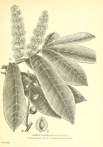 Reproducción/Reproduction 48635677278: Trees and shrubs of the British Isles;. LondonDent1909. 
