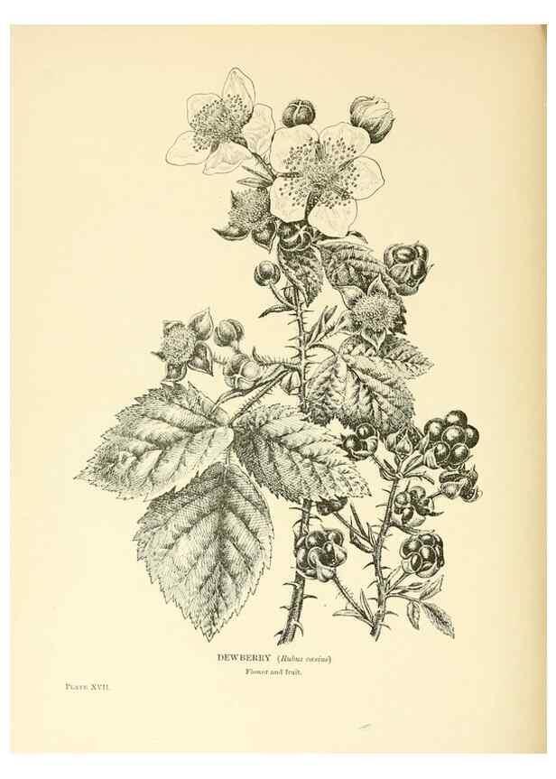Reproducción/Reproduction 48636178662: Trees and shrubs of the British Isles;. LondonDent1909. 