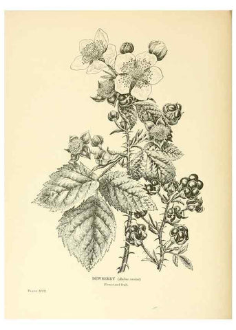 Reproducción/Reproduction 48636178662: Trees and shrubs of the British Isles;. LondonDent1909. 