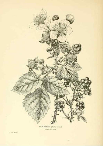 Reproducción/Reproduction 48636178662: Trees and shrubs of the British Isles;. LondonDent1909. 