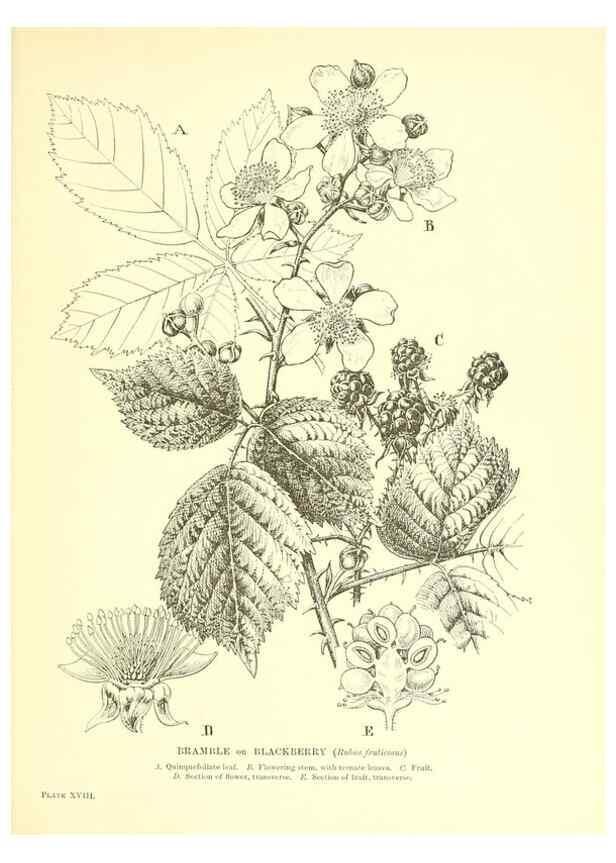 Reproducción/Reproduction 48636178927: Trees and shrubs of the British Isles;. LondonDent1909. 