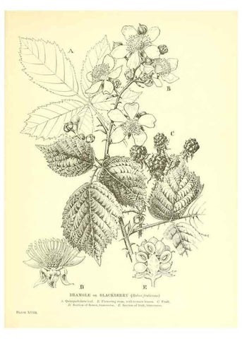 Reproducción/Reproduction 48636178927: Trees and shrubs of the British Isles;. LondonDent1909. 