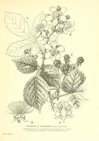 Reproducción/Reproduction 48636178927: Trees and shrubs of the British Isles;. LondonDent1909. 