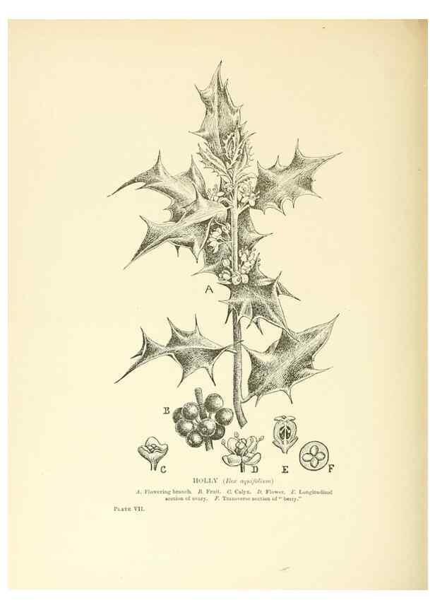 Reproducción/Reproduction 48636032701: Trees and shrubs of the British Isles;. LondonDent1909. 