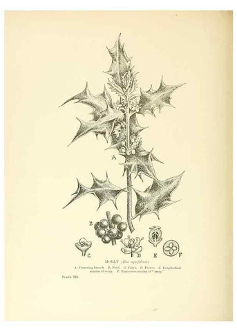 Reproducción/Reproduction 48636032701: Trees and shrubs of the British Isles;. LondonDent1909. 