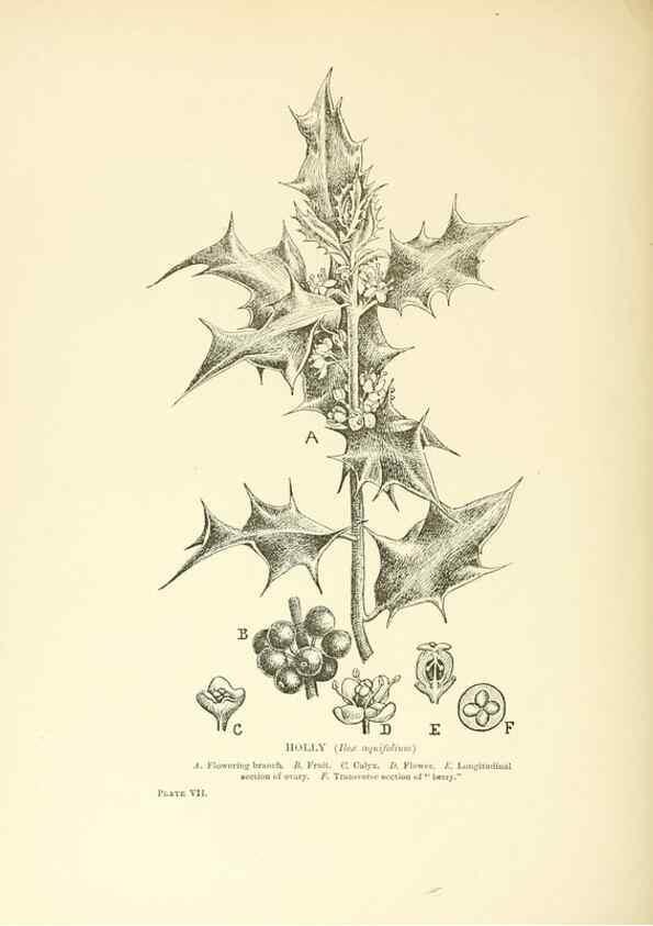 Reproducción/Reproduction 48636032701: Trees and shrubs of the British Isles;. LondonDent1909. 