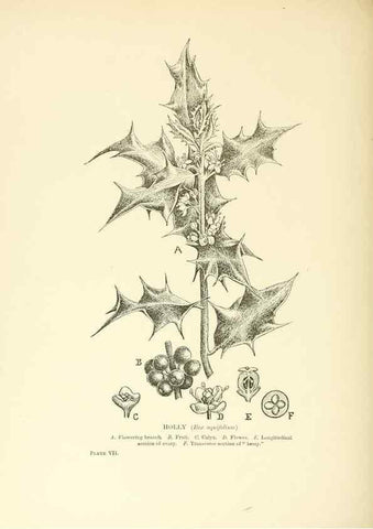 Reproducción/Reproduction 48636032701: Trees and shrubs of the British Isles;. LondonDent1909. 