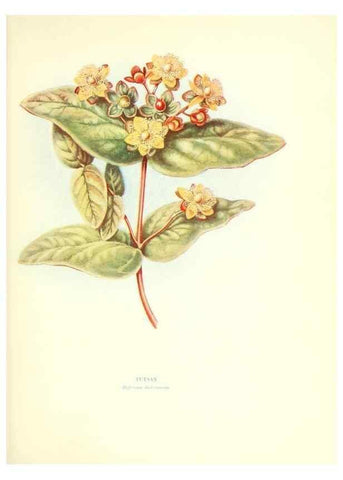 Reproducción/Reproduction 48636032441: Trees and shrubs of the British Isles;. LondonDent1909. 