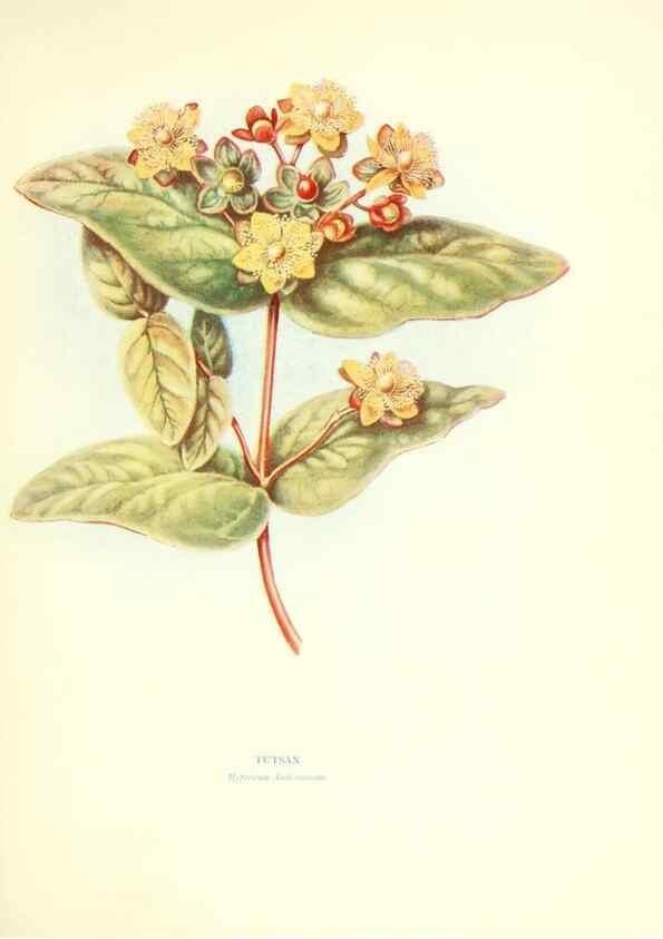 Reproducción/Reproduction 48636032441: Trees and shrubs of the British Isles;. LondonDent1909. 