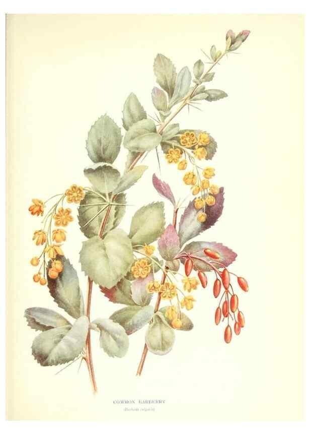 Reproducción/Reproduction 48635673783: Trees and shrubs of the British Isles;. LondonDent1909. 