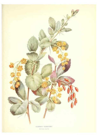 Reproducción/Reproduction 48635673783: Trees and shrubs of the British Isles;. LondonDent1909. 
