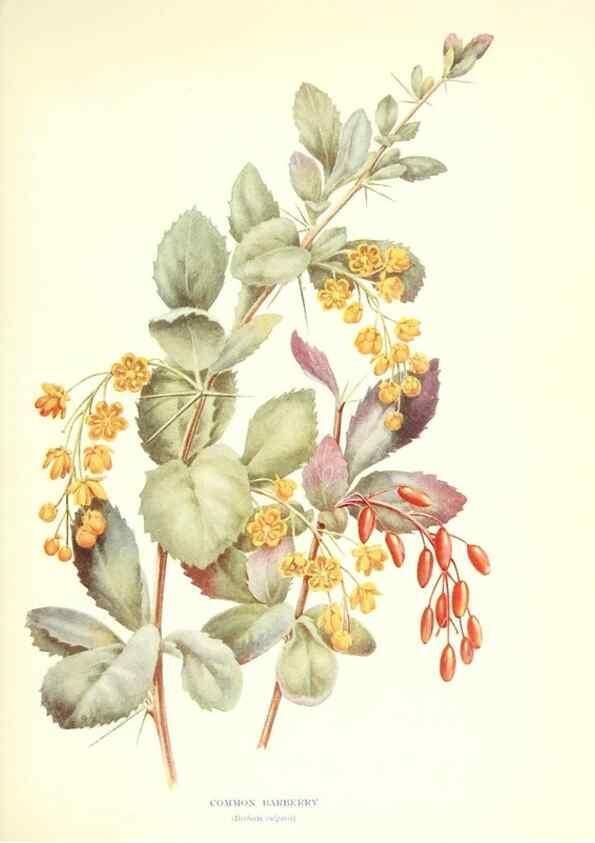 Reproducción/Reproduction 48635673783: Trees and shrubs of the British Isles;. LondonDent1909. 