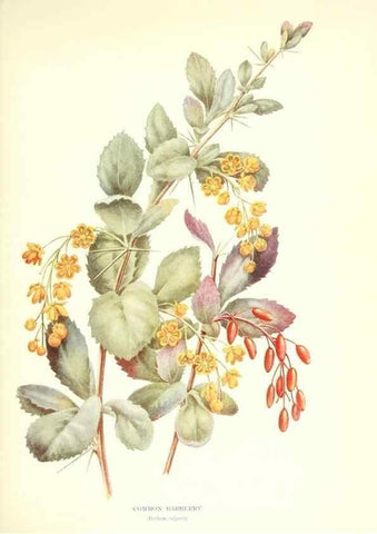 Reproducción/Reproduction 48635673783: Trees and shrubs of the British Isles;. LondonDent1909. 