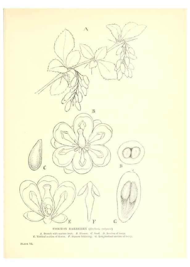 Reproducción/Reproduction 48635673413: Trees and shrubs of the British Isles;. LondonDent1909. 