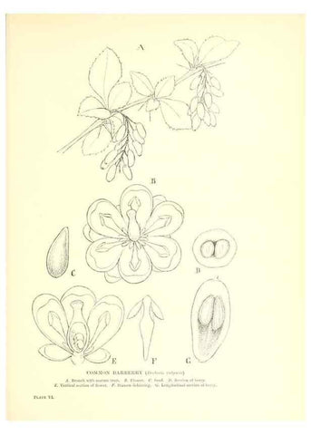 Reproducción/Reproduction 48635673413: Trees and shrubs of the British Isles;. LondonDent1909. 
