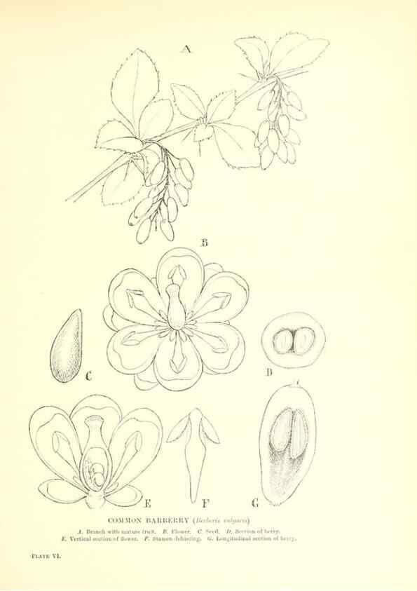 Reproducción/Reproduction 48635673413: Trees and shrubs of the British Isles;. LondonDent1909. 
