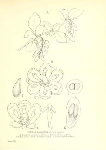 Reproducción/Reproduction 48635673413: Trees and shrubs of the British Isles;. LondonDent1909. 