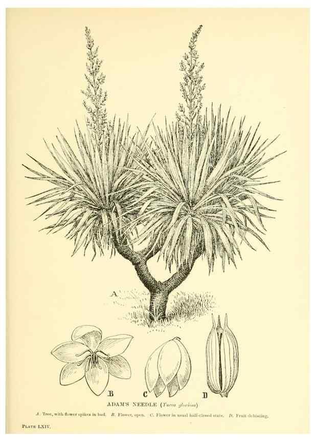 Reproducción/Reproduction 48635594818: Trees and shrubs of the British Isles;. LondonDent1909. 