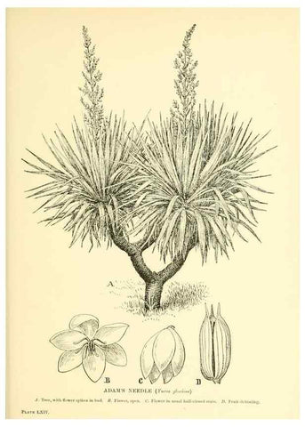 Reproducción/Reproduction 48635594818: Trees and shrubs of the British Isles;. LondonDent1909. 