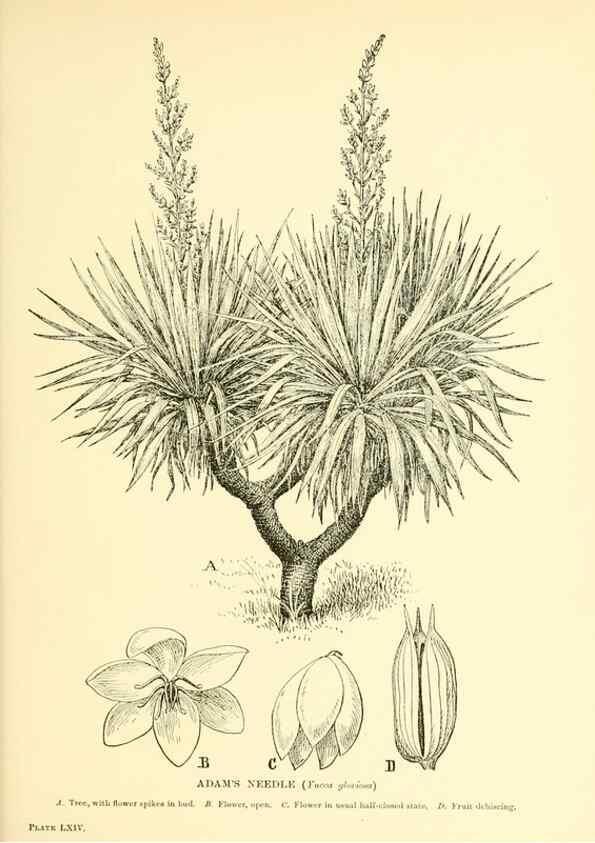 Reproducción/Reproduction 48635594818: Trees and shrubs of the British Isles;. LondonDent1909. 