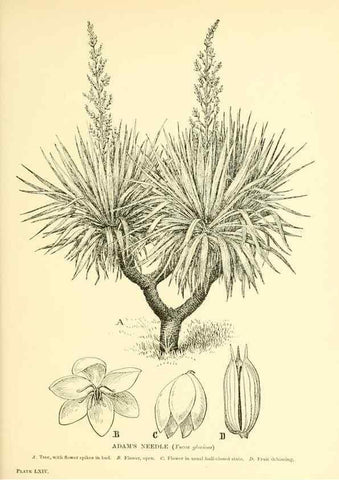 Reproducción/Reproduction 48635594818: Trees and shrubs of the British Isles;. LondonDent1909. 